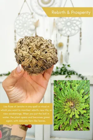 Jumbo Rose Of Jericho